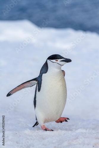 Chinstrap penguin (Pygoscelis antarctica), at breeding colony at Half Moon Island, Antarctica, Southern Ocean, Polar Regions photo