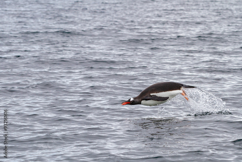 Adult gentoo penguin (Pygoscelis papua), porpoising for swimming speed near the Antarctic Peninsula, Southern Ocean, Polar Regions photo