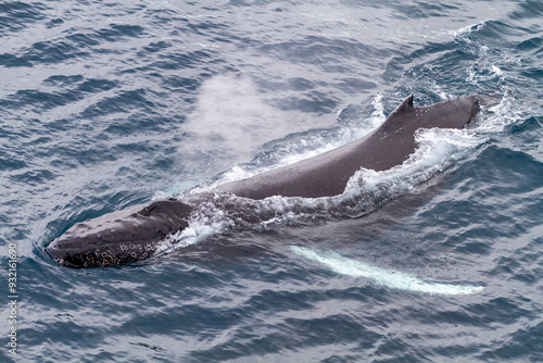 Humpback whale (Megaptera novaeangliae), surfacing off Half Moon Island in the South Shetland Island Group, Antarctica, Polar Regions photo