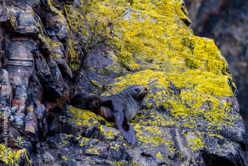 Adult Antarctic fur seal (Arctocephalus gazella), on lichen-covered rocks in Hercules Bay on South Georgia Island, Polar Regions photo