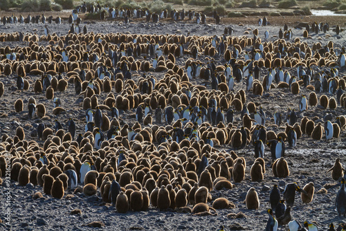 Sunrise on king penguins (Aptenodytes patagonicus) at nesting and breeding colony at Salisbury Plain, South Georgia, Polar Regions photo