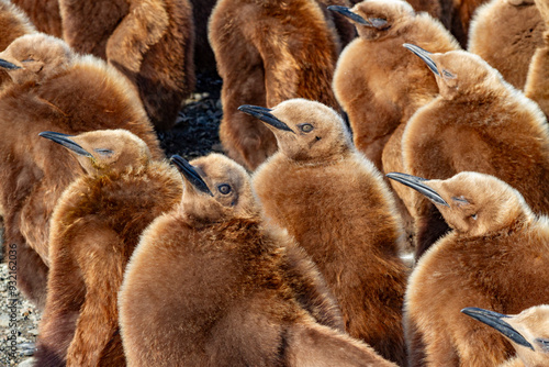 King penguin (Aptenodytes patagonicus) chicks (okum boys) at nesting colony at Salisbury Plain, South Georgia, Polar Regions photo