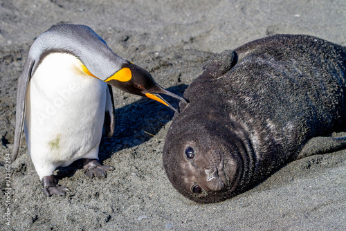 Southern elephant seal (Mirounga leonina) pup interacting with curious king penguin at Gold Harbour on South Georgia, Polar Regions photo