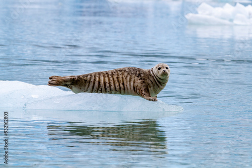 Harbor seal (Phoca vitulina) hauled out on ice calved from South Sawyer Glacier, Southeast Alaska, United States of America photo