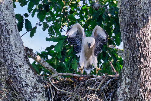 Four month old Harpy eagle chick (Harpia harpyja), testing its wings in the nest, Alta Floresta, Amazon, Brazil