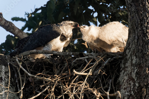 Female Harpy eagle (Harpia harpyja), feeding her four month old chick, Alta Floresta, Amazon, Brazil