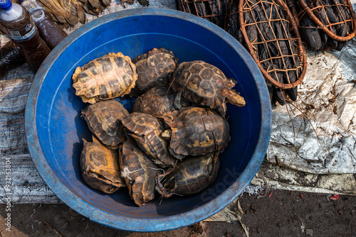 Turtles for sale, Market, Mbandaka, Equateur province, Democratic Republic of Congo, Africa photo