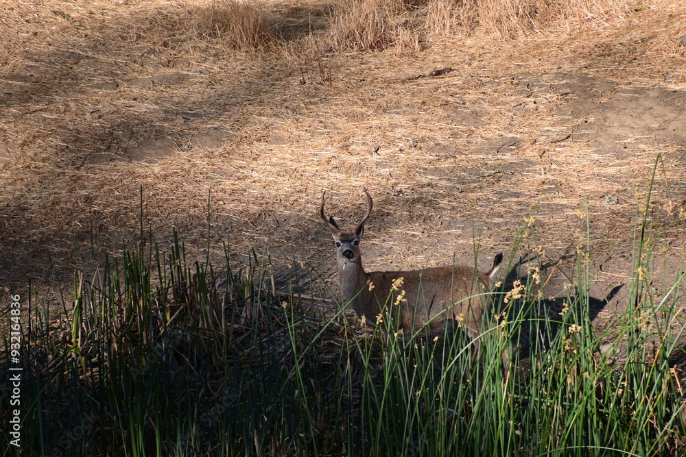 Obraz premium deer in the grass