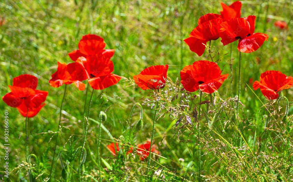A field of poppies in Kent, England, United Kingdom A field of poppies in Kent, England, United Kingdom