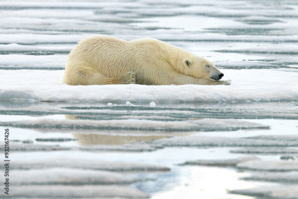 Polar bear laying on ice, Svalbard and Jan Mayen, Norway, Polar Regions Polar bear laying on ice, Svalbard and Jan Mayen, Norway, Polar Regions