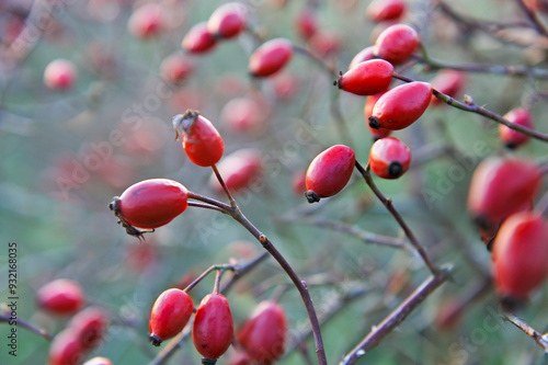 Rose hips from dog-rose (Rosa canina), France