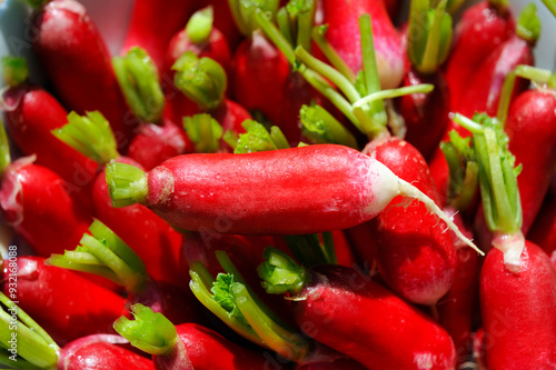 Radishes (Raphanus sativus), France photo