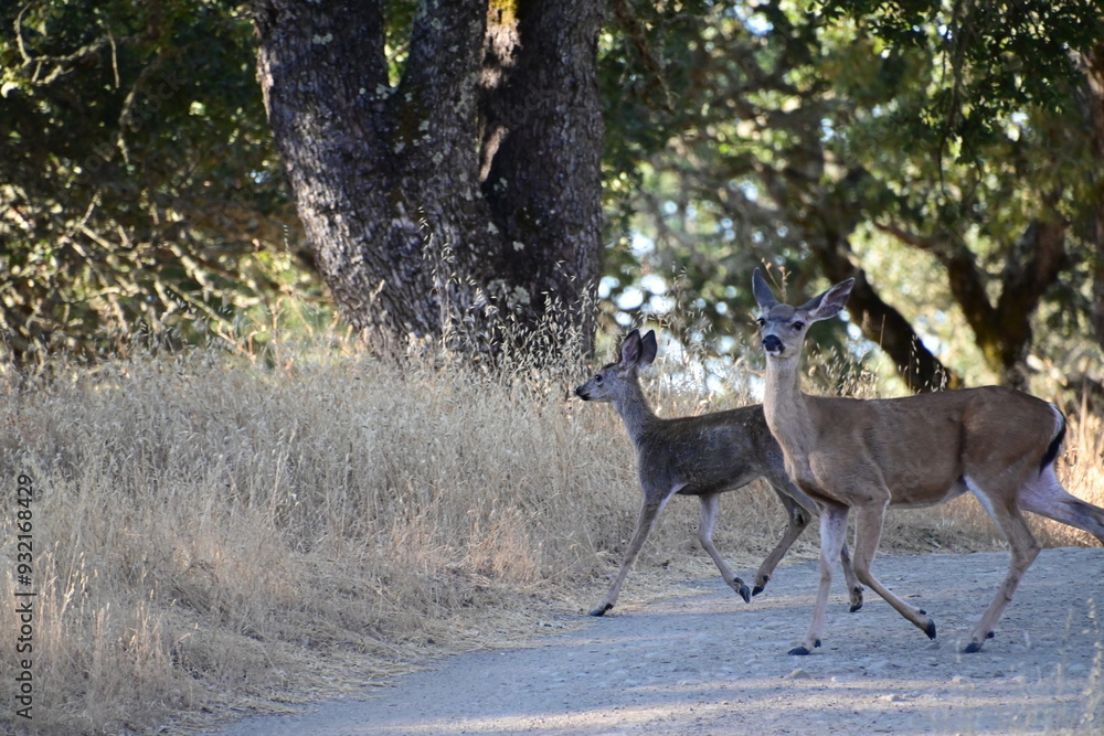 deer in the woods deer in the woods