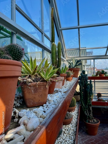 An elegant greenhouse with glass walls and roof, featuring potted cacti and succulents on wooden shelves. The space is bathed in natural light, ideal for plant growth.