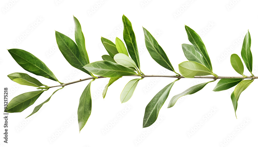 Naklejka premium Olive tree branch with green leaves isolated on white background with clipping path
