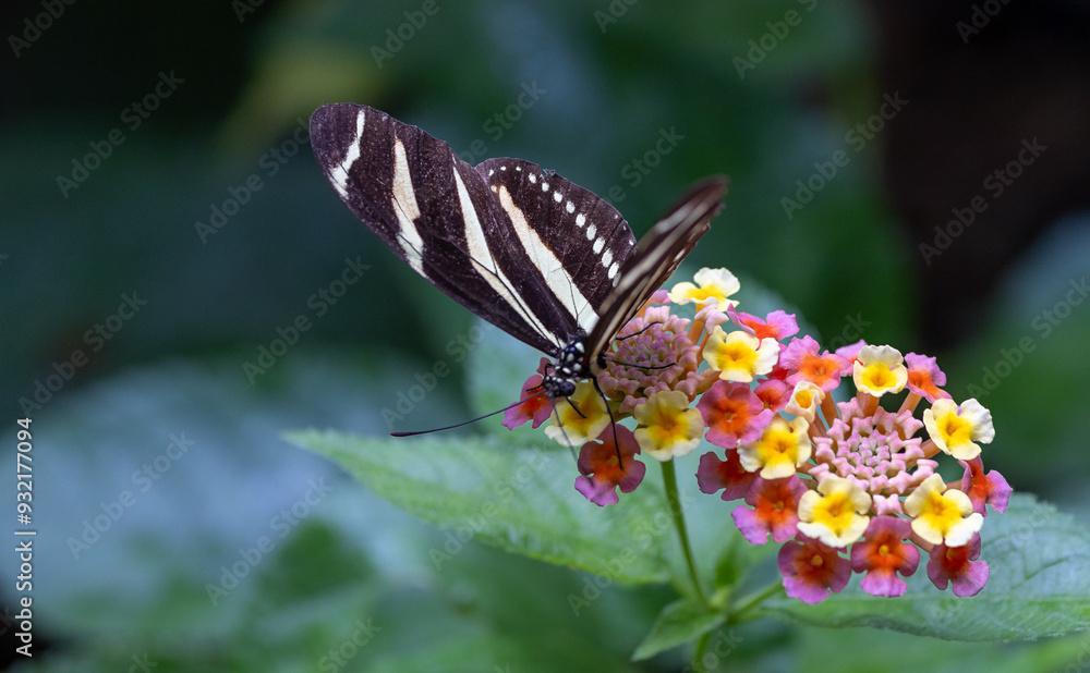 Fototapeta premium Butterfly