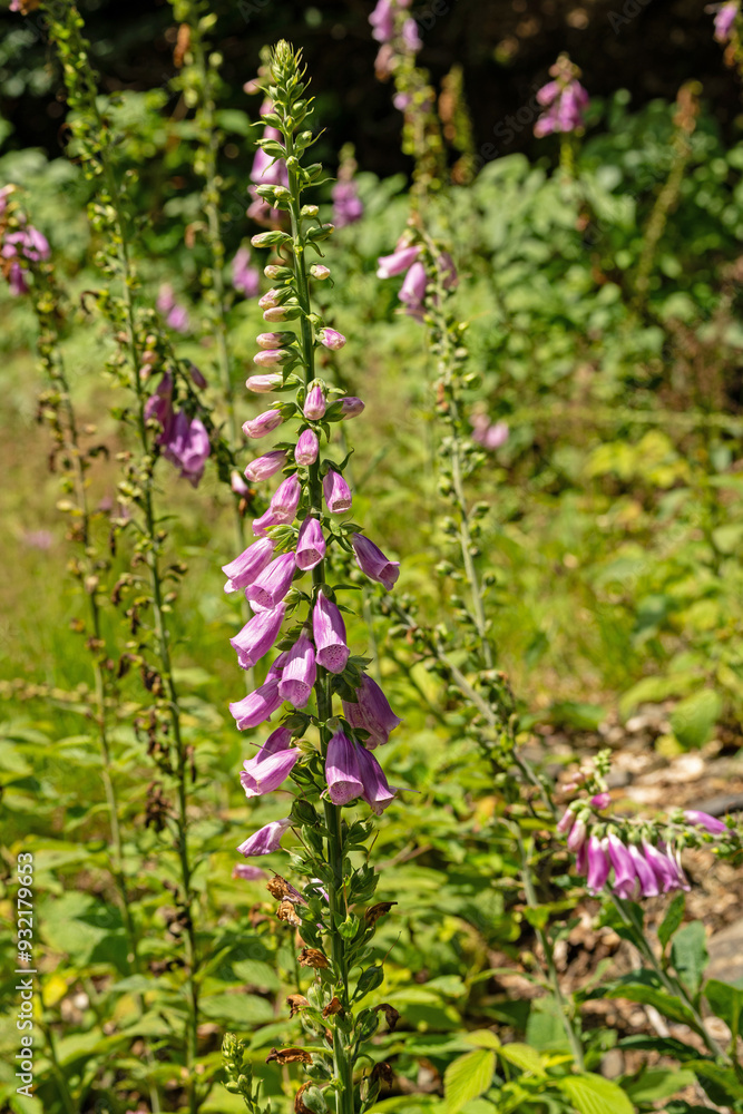 beautiful wild bellflowers in the Harz mountains beautiful wild bellflowers in the Harz mountains