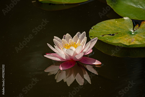 flowerin water lily with reflection on a pond photo