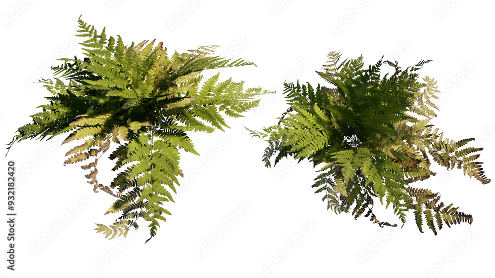 custom made wallpaper toronto digitalFern Isolated