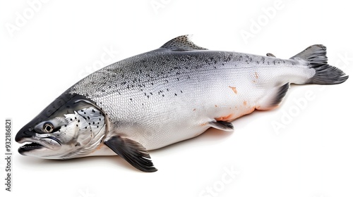 Whole fresh raw salmon on white background, isolate