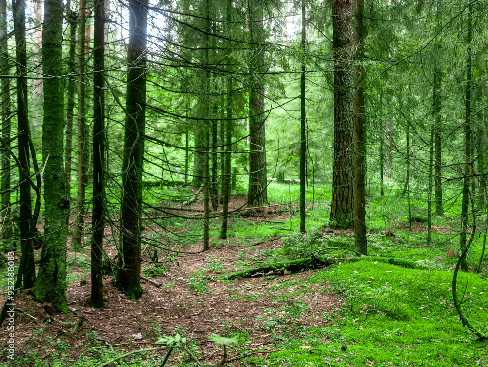 A Serene Forest Pathway Lined with Lush Greenery and Surrounded by Vibrant Nature A Serene Forest Pathway Lined with Lush Greenery and Surrounded by Vibrant Nature