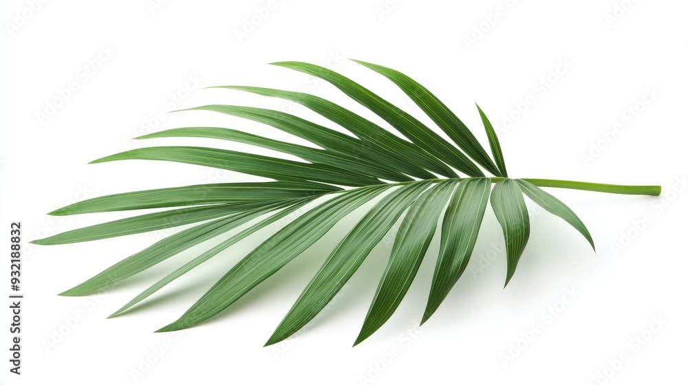 Obraz premium Lush Green Palm Leaf Isolated on White Background - A single, vibrant green palm leaf isolated on a white background. The leaf is a symbol of tropical paradise, relaxation, and natural beauty. Its del
