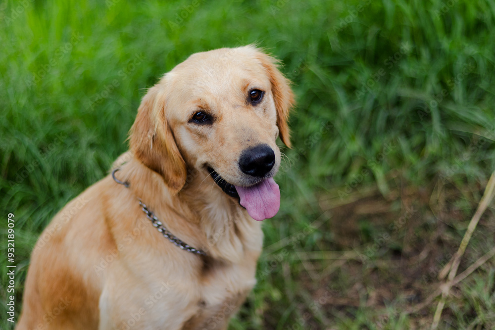Golden dog portrait. Beautiful and happy dog looking at the camera. Golden dog portrait. Beautiful and happy dog looking at the camera.