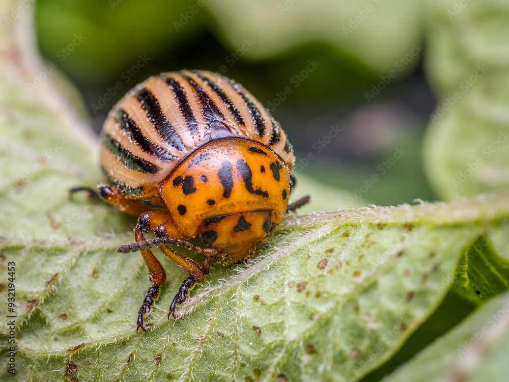 Colorado potato beetle on potato plant Colorado potato beetle on potato plant