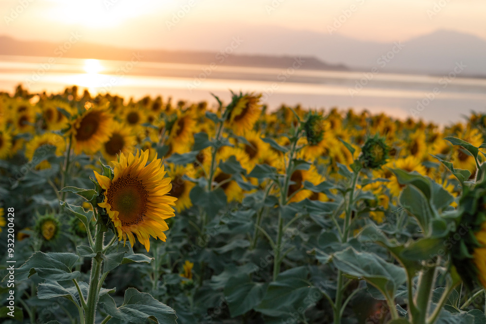 Obraz premium Beautiful sunset over sunflowers field