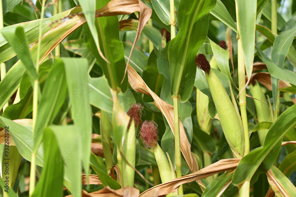 young corn cobs and green leaves on a field background close-up. Corn farm. A selective focus picture of corn cob in organic corn field. concept of good harvest, agricultural. farmland young corn cobs and green leaves on a field background close-up. Corn farm. A selective focus picture of corn cob in organic corn field. concept of good harvest, agricultural. farmland