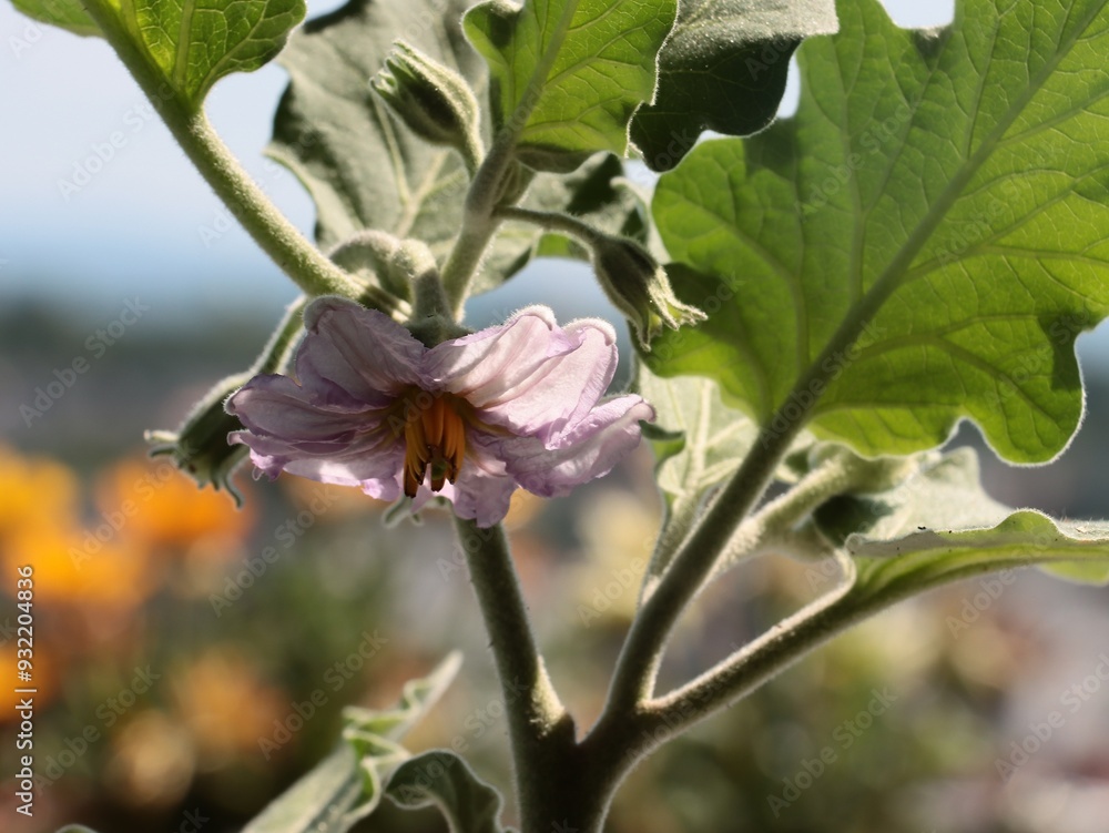 Obraz premium lila flower of aubergine vegetable plant close up