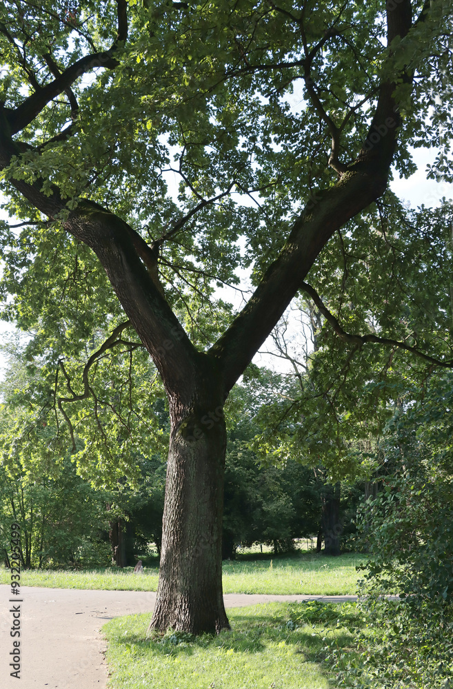 various huge deciduous tree in park various huge deciduous tree in park