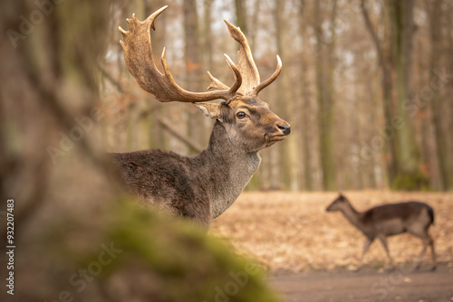 Shallow Depth of Field of European Fallow Deer in Czech Republic. Furry Buck with Antlers in Autumn Forest Park.