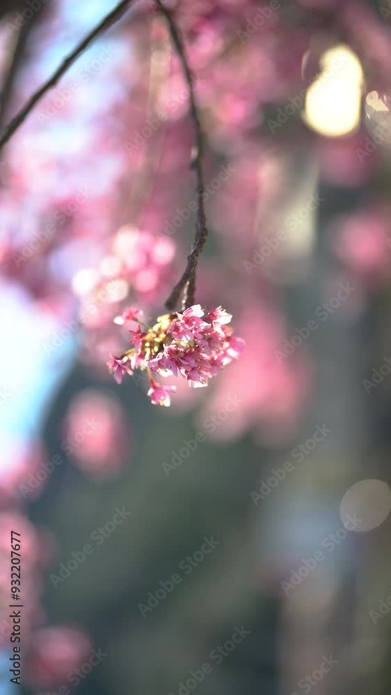 Cherry blossom shower, cherry blossom petals fly in spring wind
