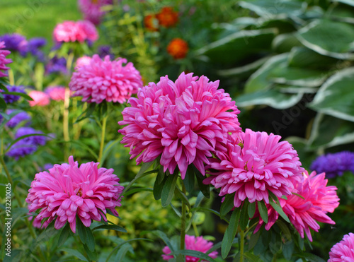 Garden asters grow in flower beds