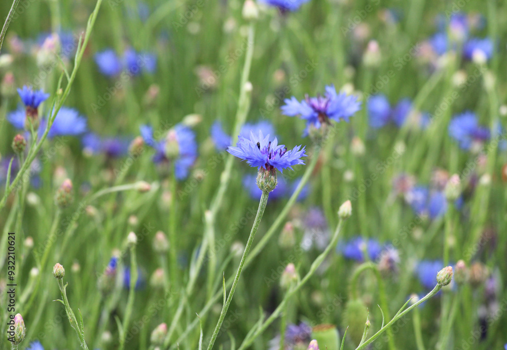 Blue cornflower (Centaurea cyanus) blooms in the field Blue cornflower (Centaurea cyanus) blooms in the field