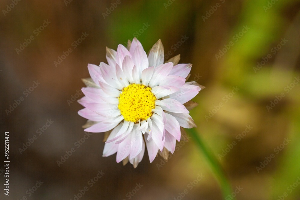 Pink and white everlasting, Rhodanthe chlorocephala Pink and white everlasting, Rhodanthe chlorocephala