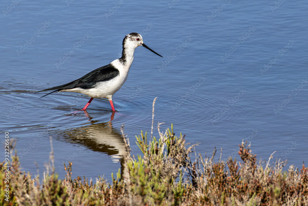 Obraz premium Black-winged stilt, Himantopus himantopus in Ria Formosa Natural Reserve, Algarve Portugal.