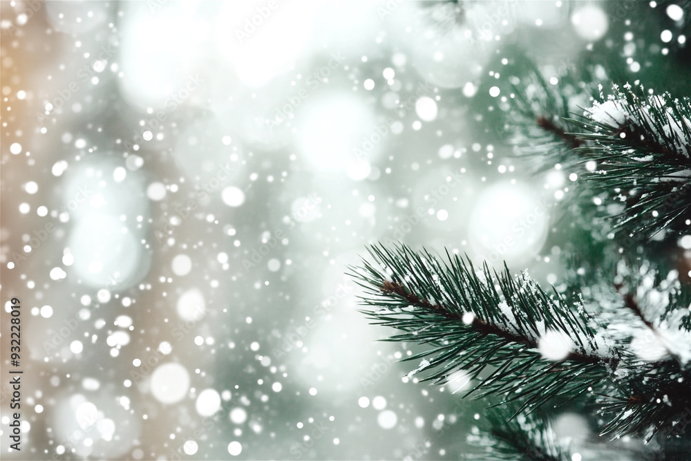 Close up of a snow covered pine tree branch with a blurry forest background and falling snow Close up of a snow covered pine tree branch with a blurry forest background and falling snow