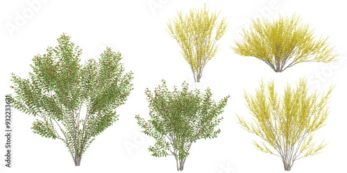 collection of Cornelian cherry trees beautiful isolated on white background