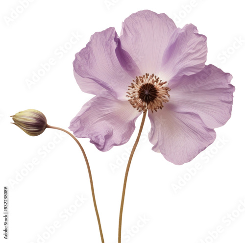 PNG Real Pressed a single anemone flower asteraceae geranium blossom.