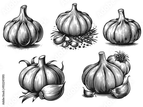 Detailed black and white garlic illustration with cloves and herbs. Vector, generative ai.