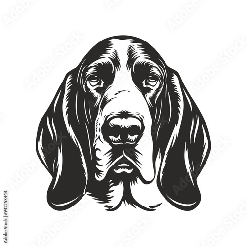 beagle dog portrait, basset hound bread