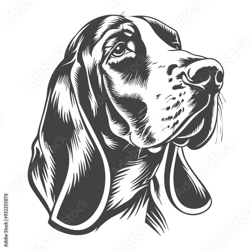beagle dog portrait, basset hound bread
