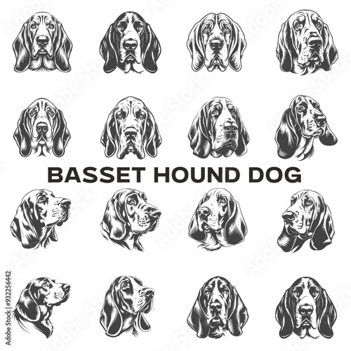 set of dogs, basset hound dog
