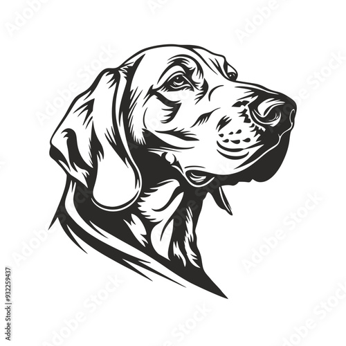 black and white heads, bavarian mountain scent hound