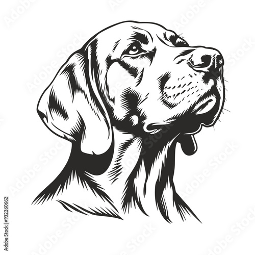 black and white heads, bavarian mountain scent hound