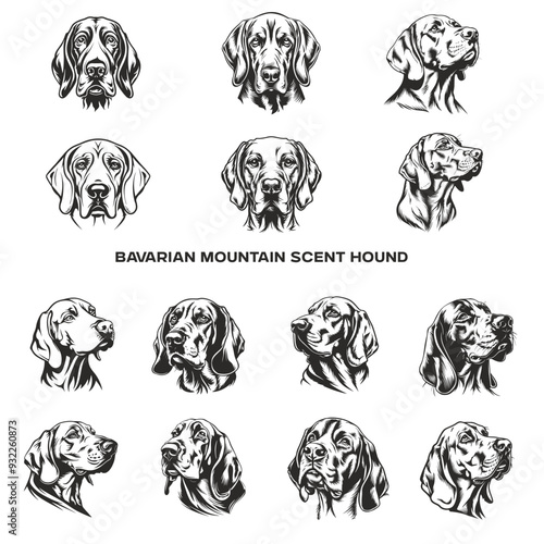 black and white heads, bavarian mountain scent hound