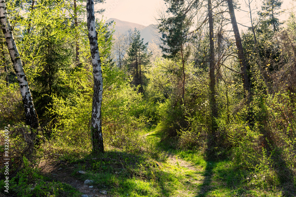 The lush green foliage in the spring forest against Pirin mountains. Bansko, Bulgaria. The lush green foliage in the spring forest against Pirin mountains. Bansko, Bulgaria.