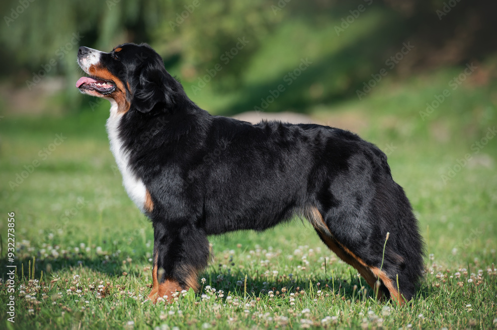 funny portrait Bernese mountain dog stay on grass. green park on background
funny portrait Bernese mountain dog stay on grass. green park on background